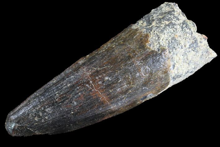 Spinosaurus Tooth - Real Dinosaur Tooth #89108